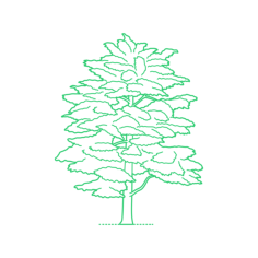 Plants Cedars Atlas Cedar Stencil Svg Design File, Free Vectors File